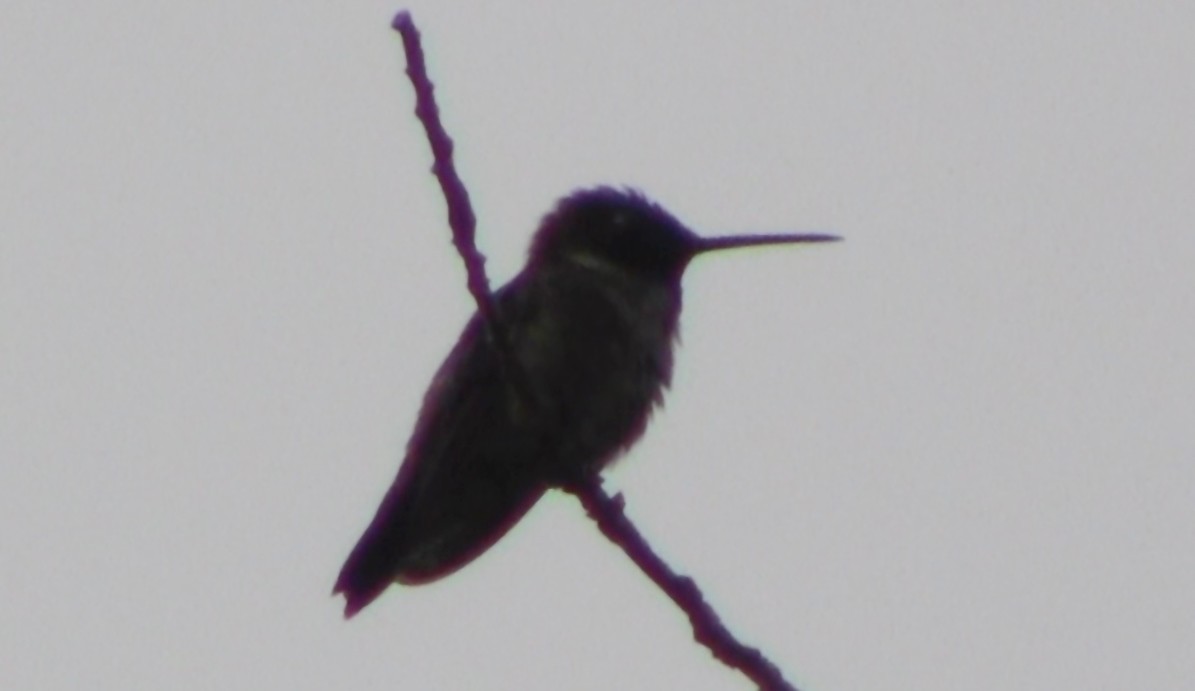 Colibri à gorge noire - ML535576491