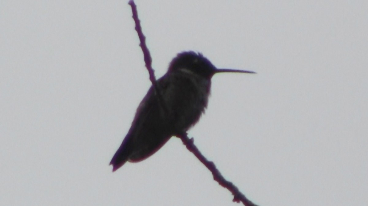 Colibri à gorge noire - ML535576501