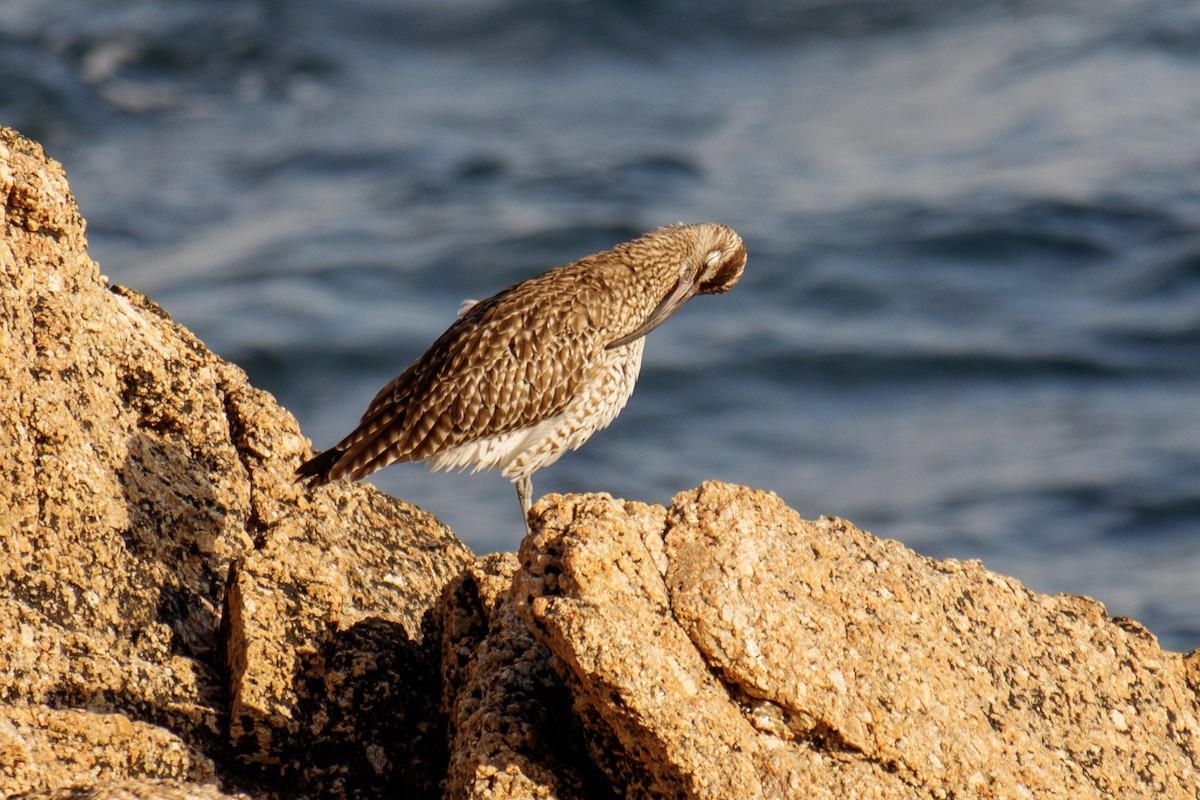 Eurasian Whimbrel - ML535577731