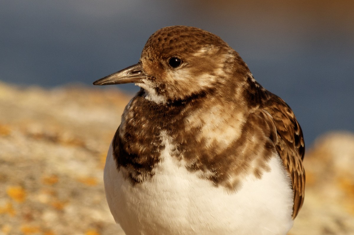 Ruddy Turnstone - ML535577931