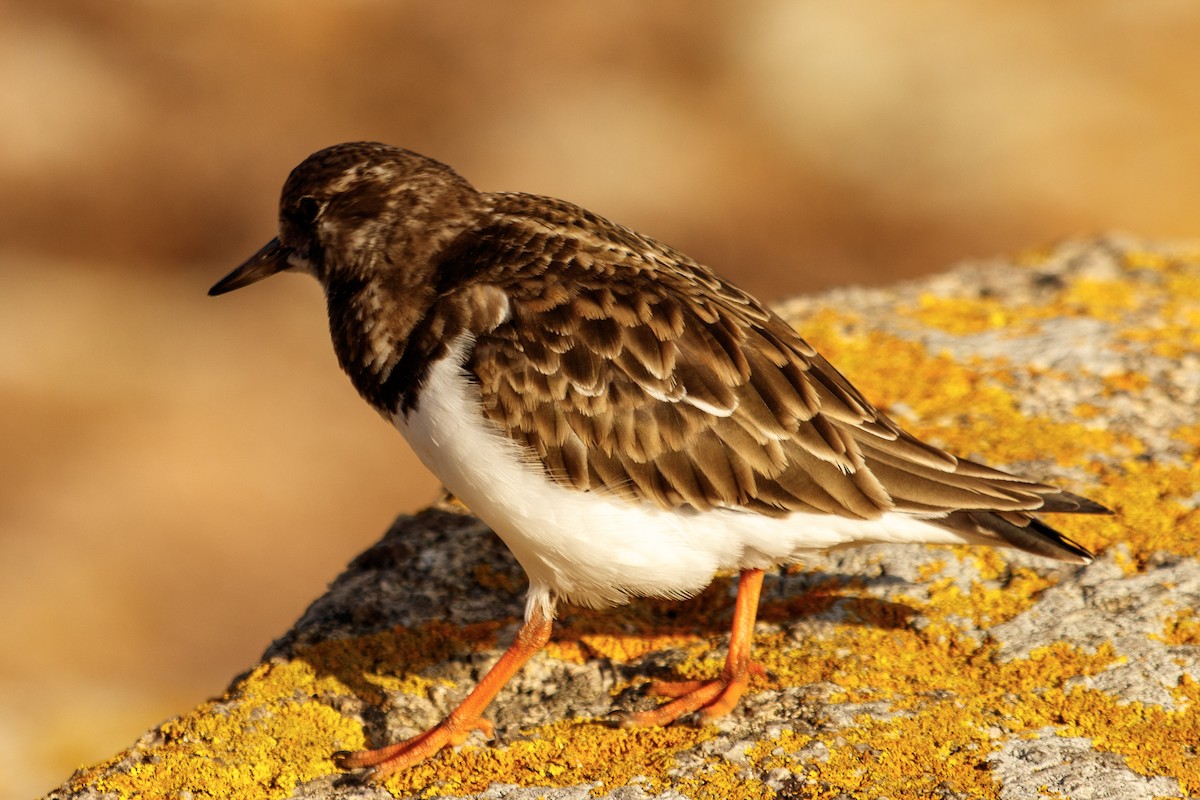 Ruddy Turnstone - ML535577941