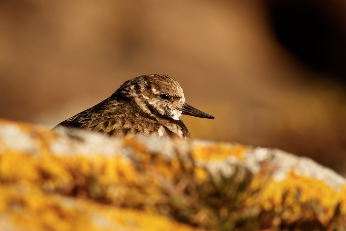 Voltapietre - ML535577951