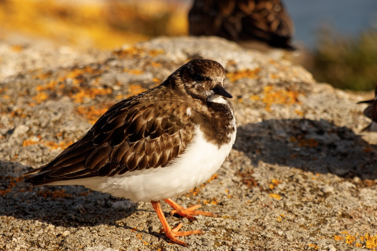 Ruddy Turnstone - ML535577961