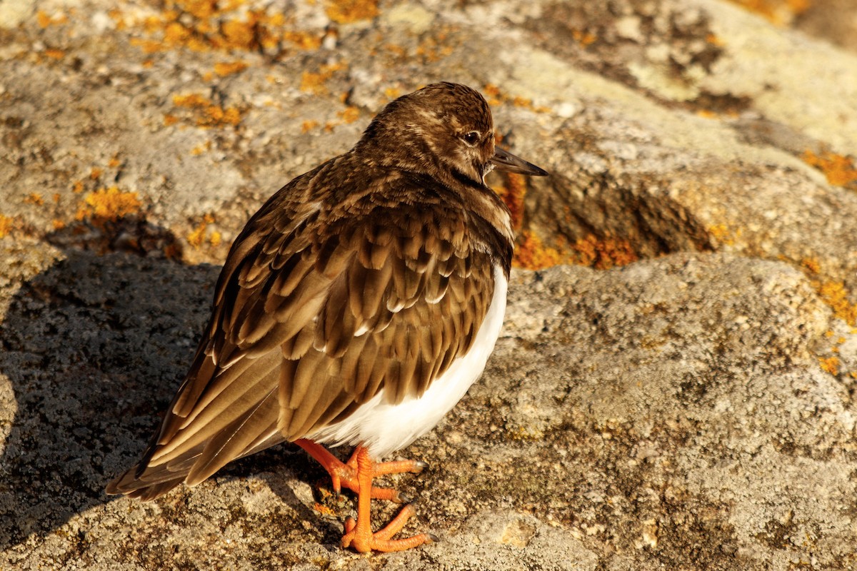 Voltapietre - ML535577981