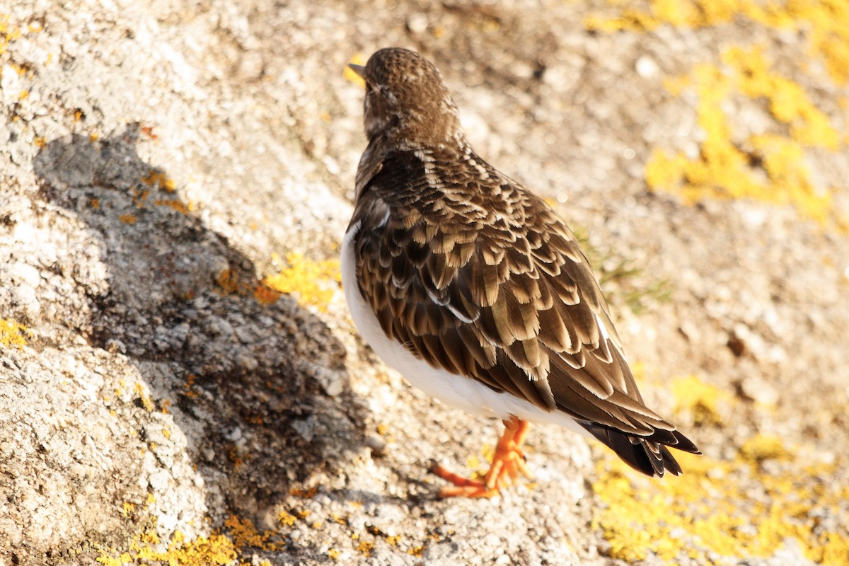 Ruddy Turnstone - ML535577991