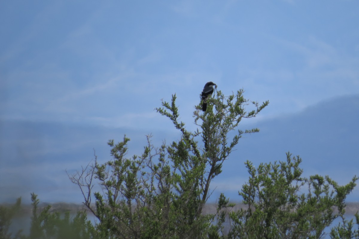 Loggerhead Shrike - Bryant Olsen