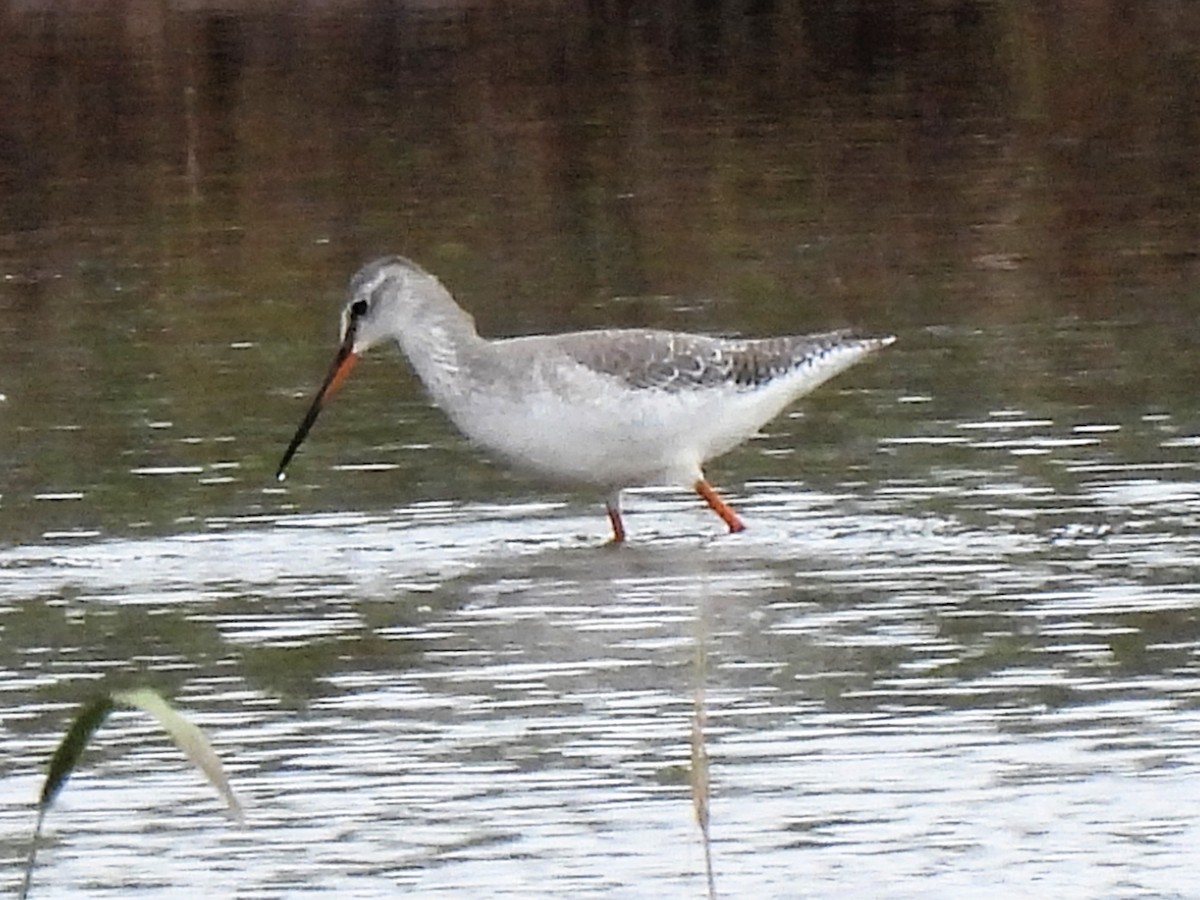 Spotted Redshank - ML535580981