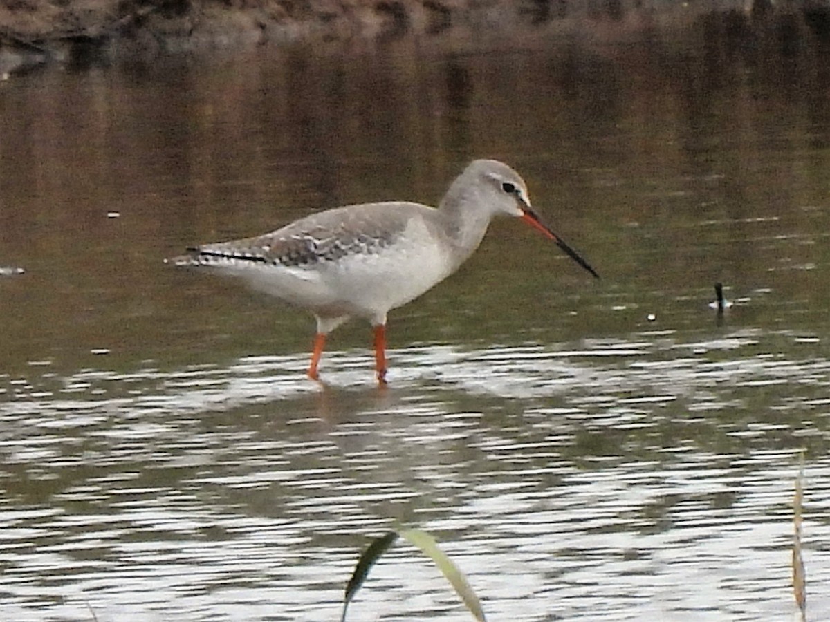 Spotted Redshank - ML535581031