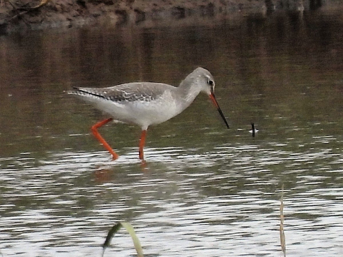 Spotted Redshank - ML535581061