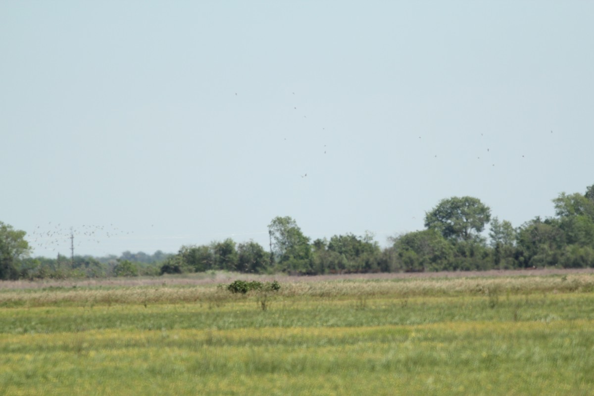 shorebird sp. - Colette Micallef