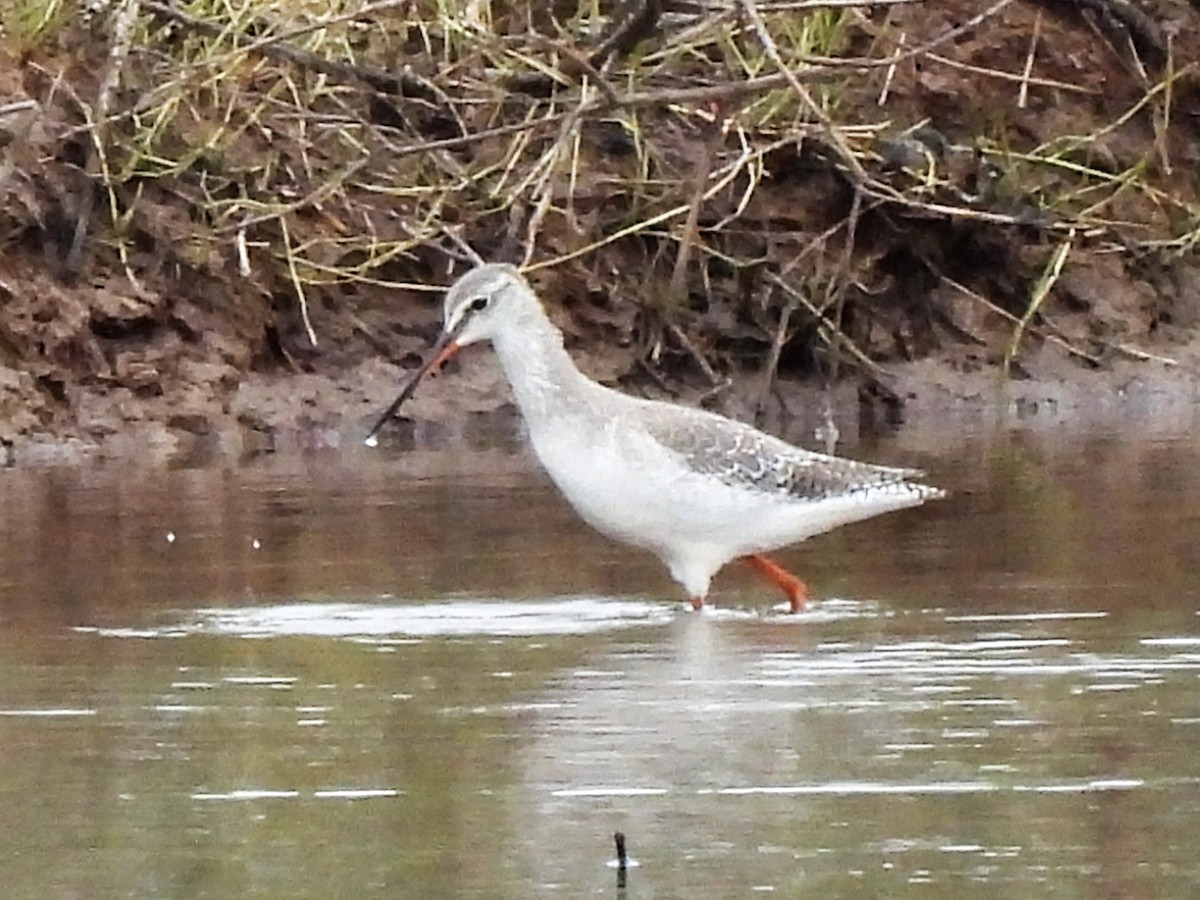 Spotted Redshank - ML535581161