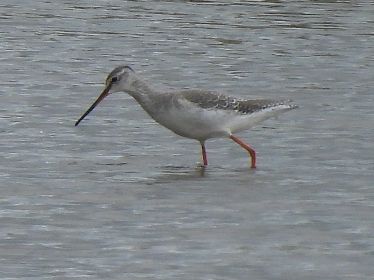 Spotted Redshank - ML535581261