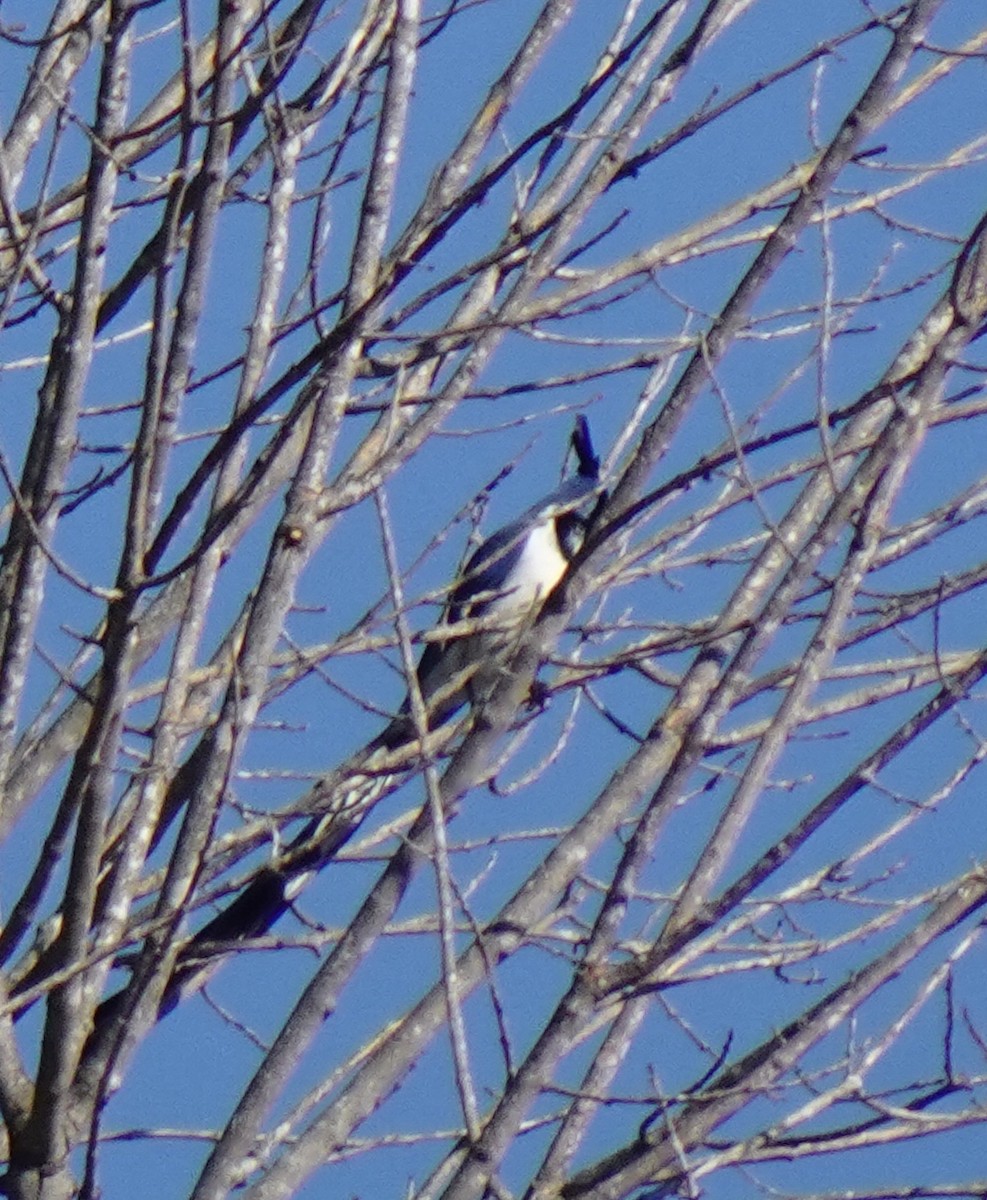 Black-throated x White-throated Magpie-Jay (hybrid) - ML535582641