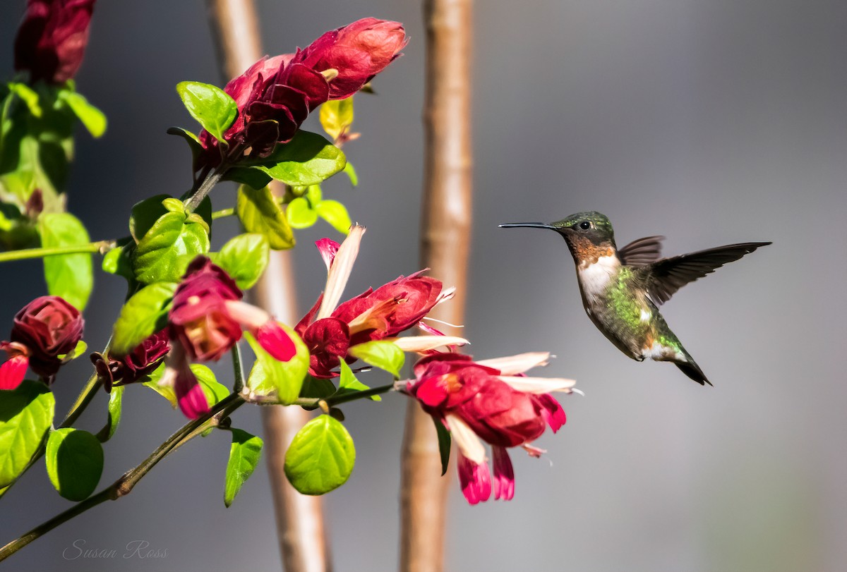 Ruby-throated Hummingbird - ML535584681