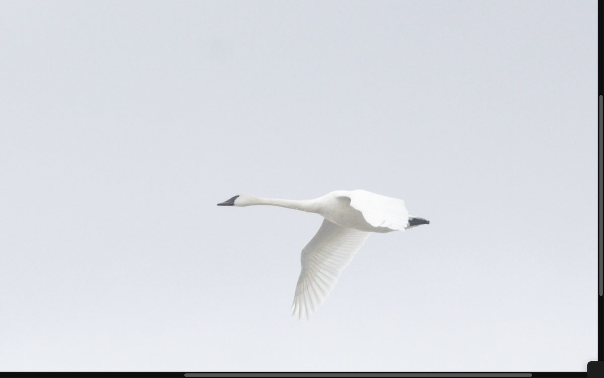 Trumpeter Swan - ML535584791