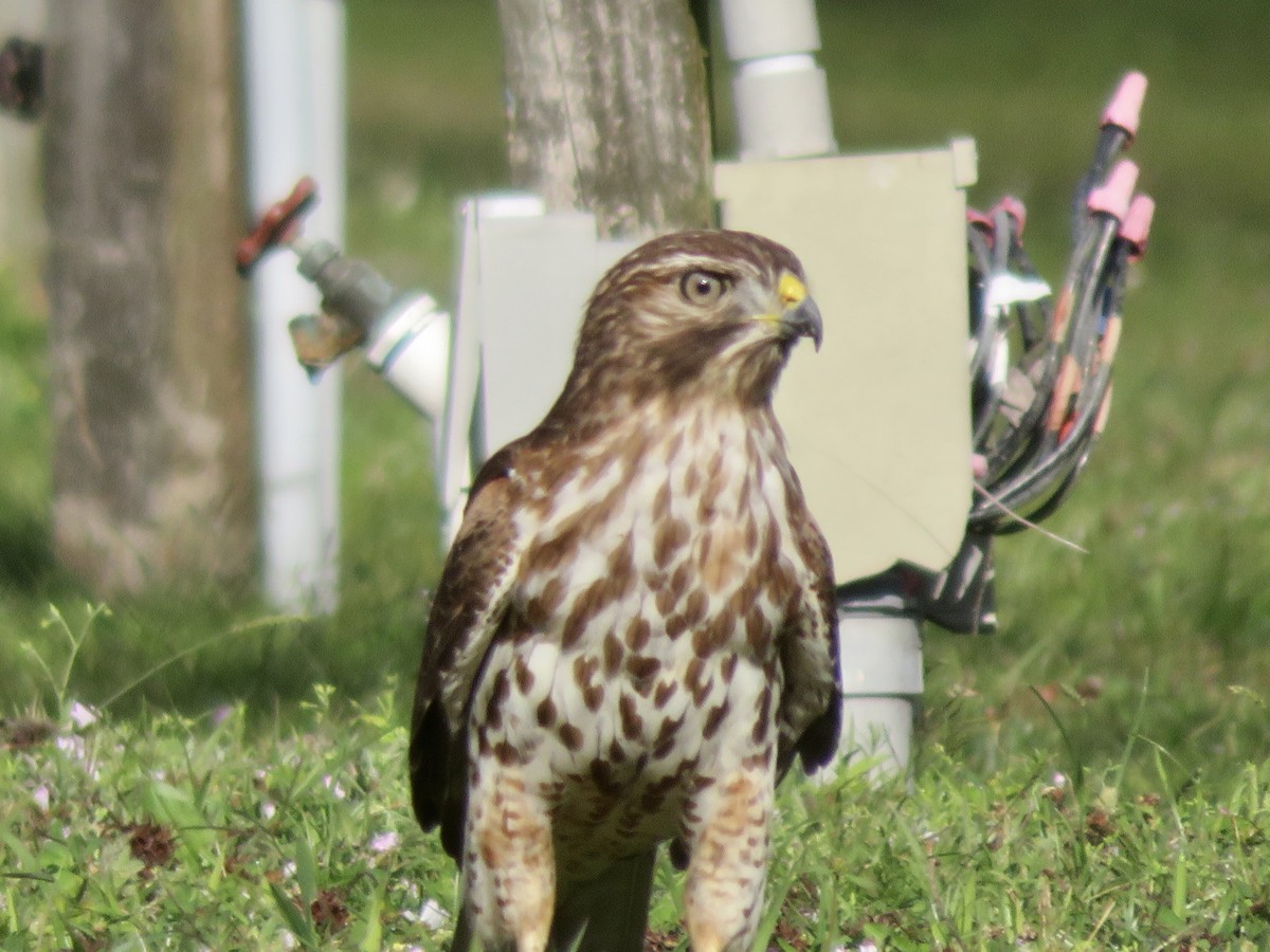 Red-shouldered Hawk - ML535585171