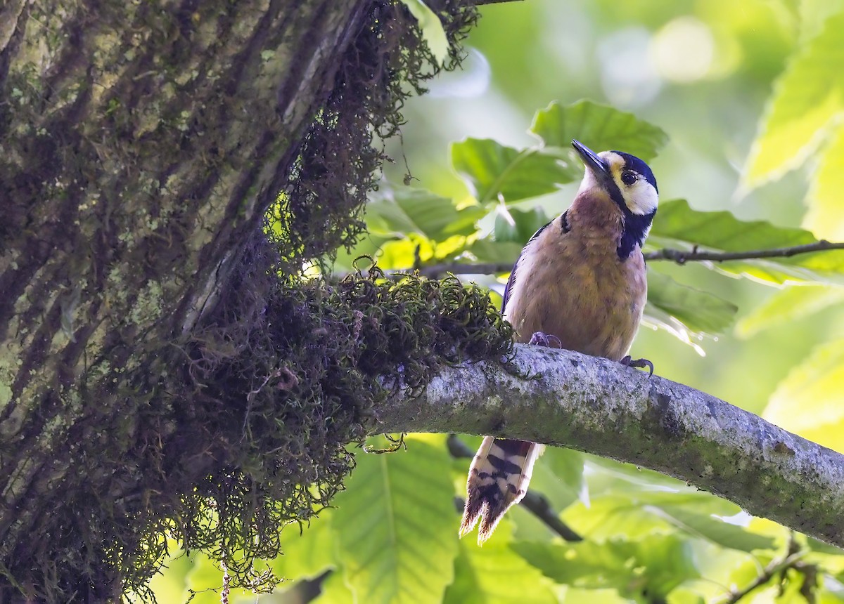 Great Spotted Woodpecker (poelzami) - Andrew Spencer