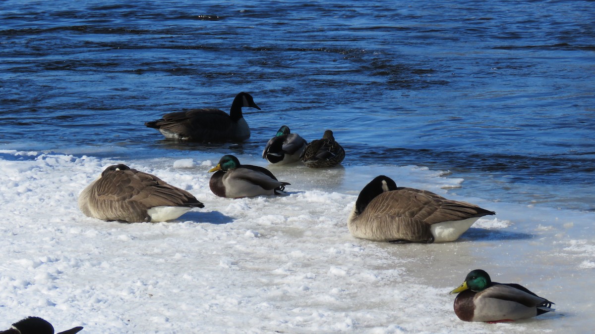 Canada Goose - Janet McCullough