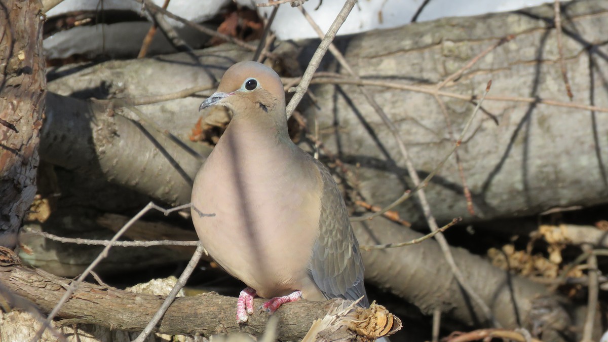 Mourning Dove - Janet McCullough