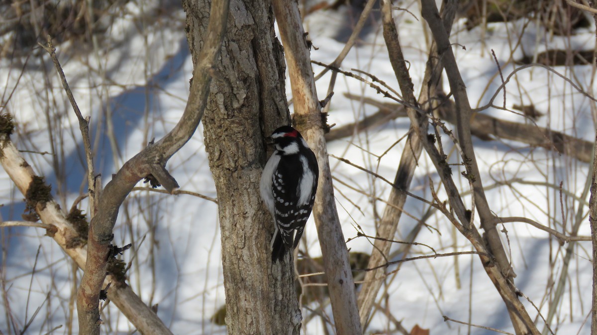 Downy Woodpecker - ML535587451