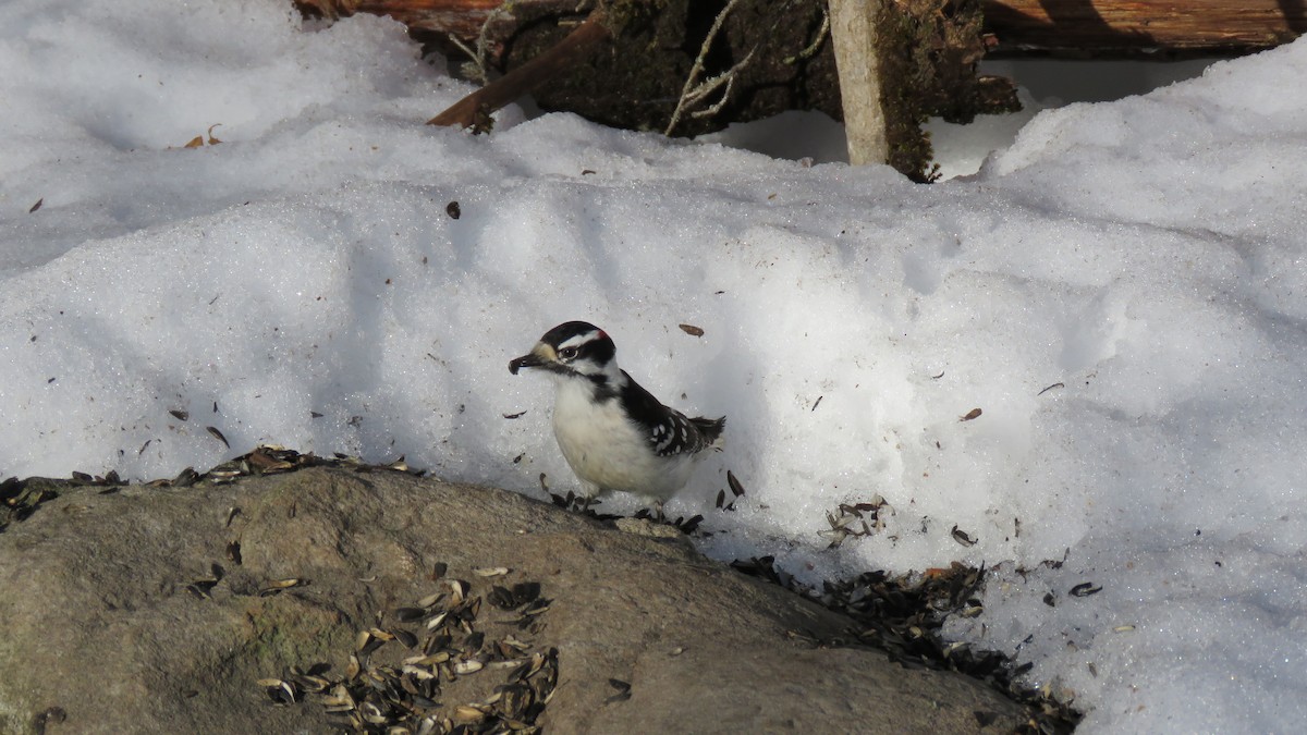 Downy Woodpecker - ML535587471