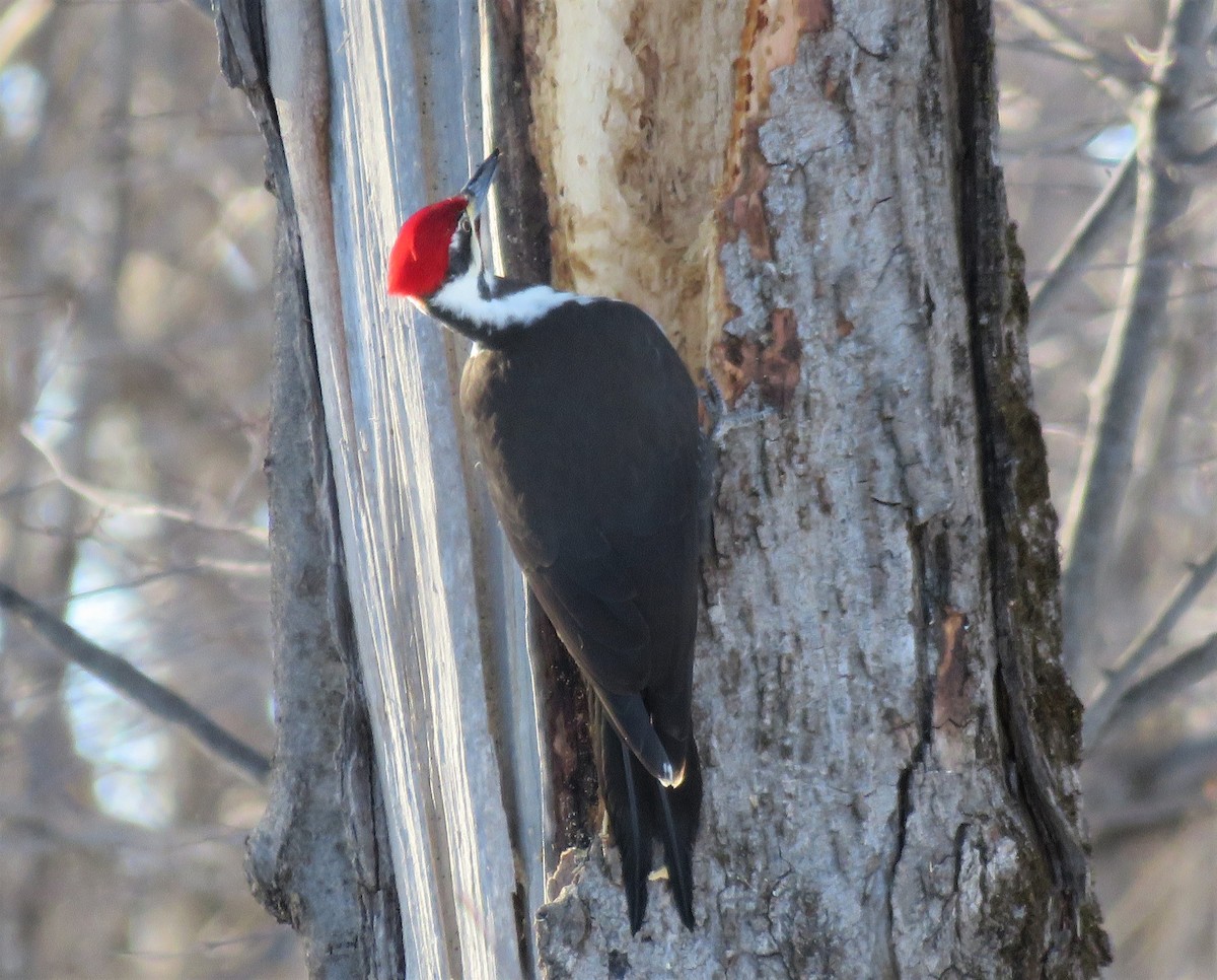 Pileated Woodpecker - Janet McCullough