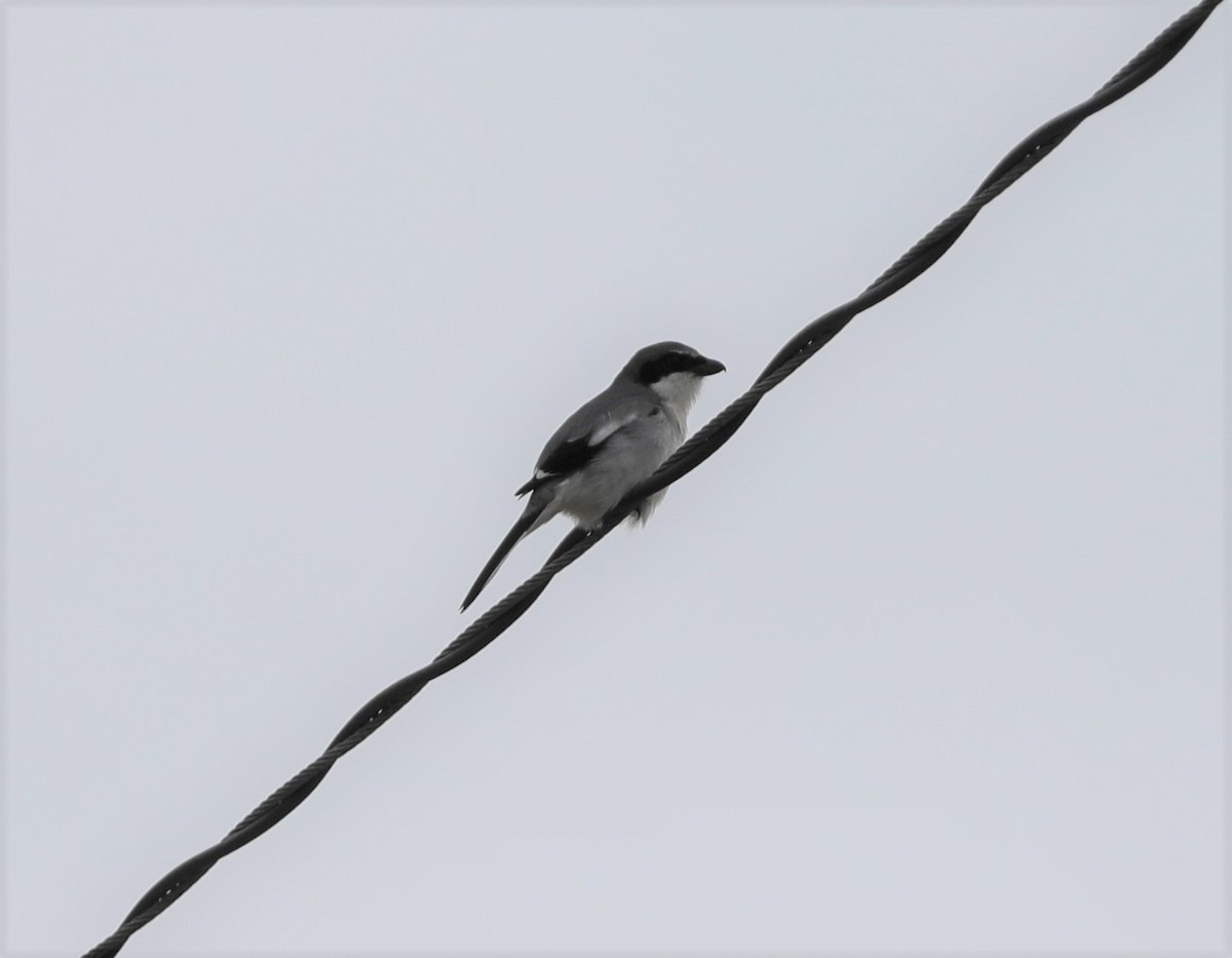 Loggerhead Shrike - Laurel Barnhill