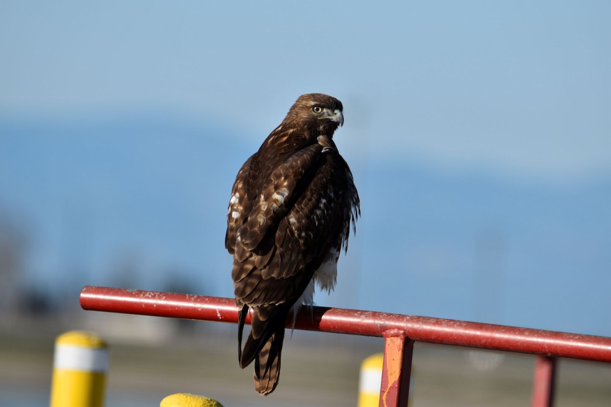 Red-tailed Hawk - ML535588771