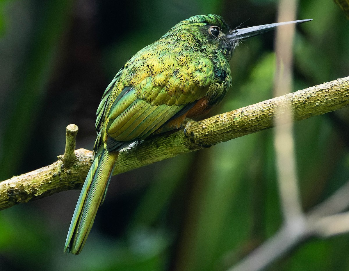 Bluish-fronted Jacamar - Steve Juhasz