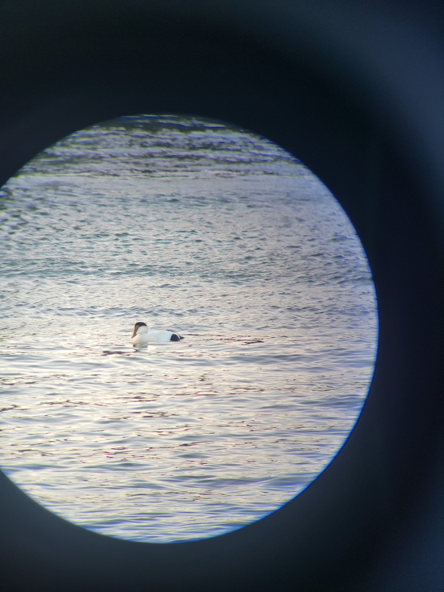 Common Eider - ML535589221