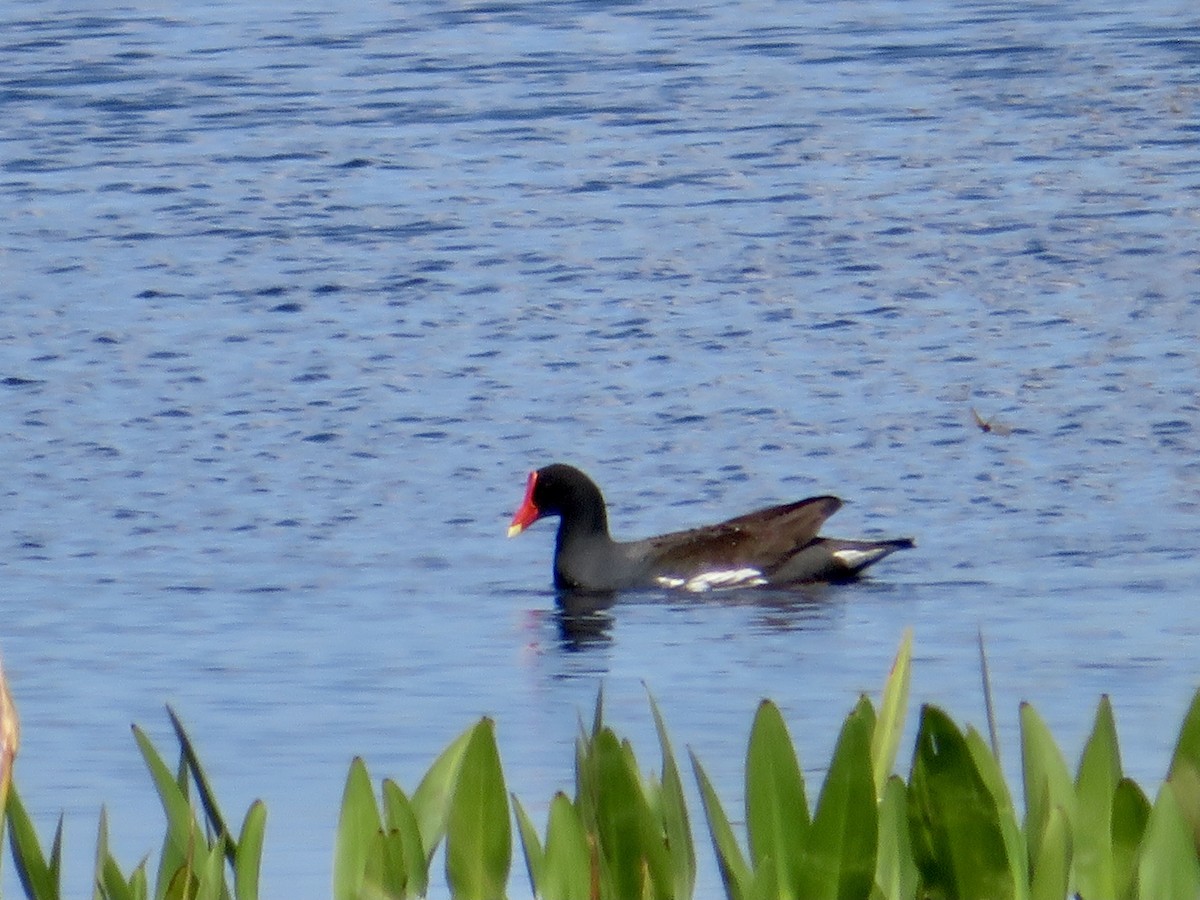 Gallinule d'Amérique - ML535589281