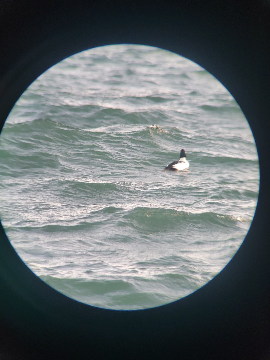 Common Goldeneye - ML535589381