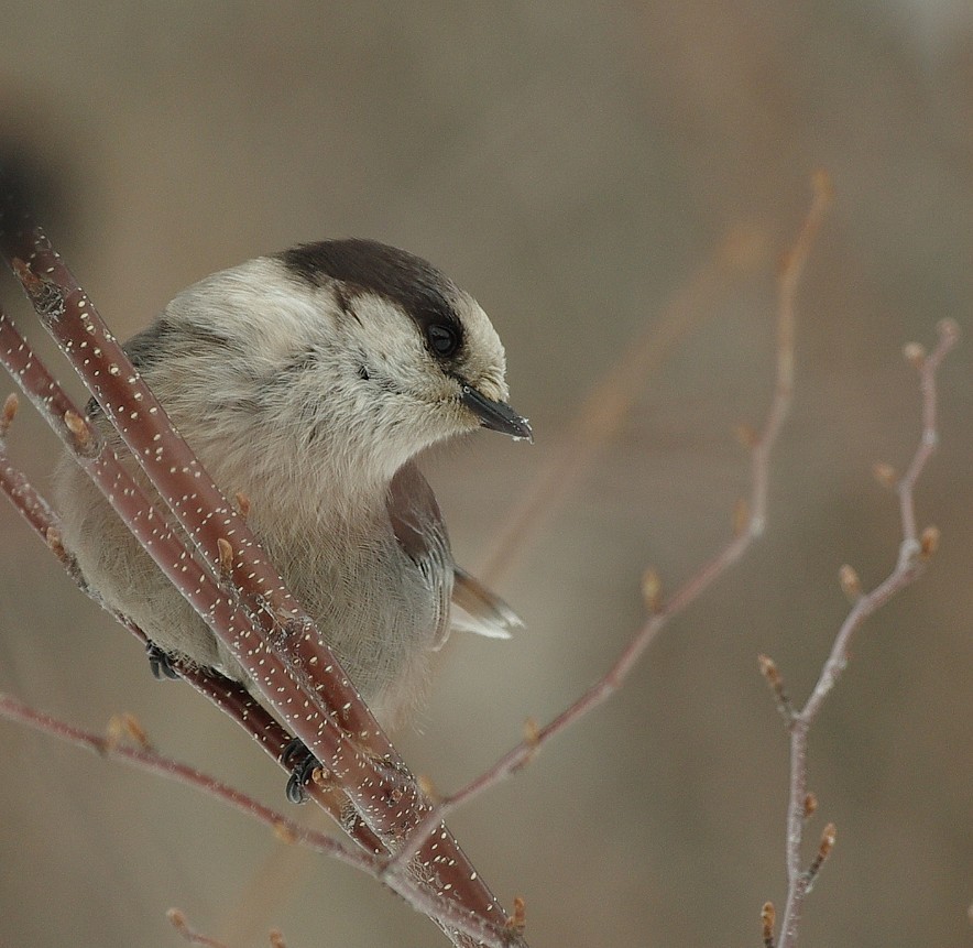 Canada Jay - ML535589721