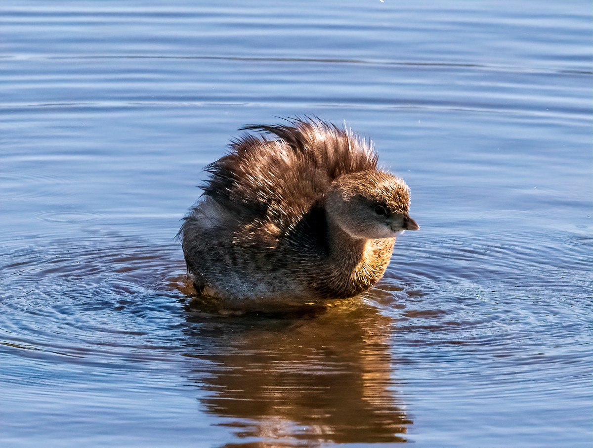 Pied-billed Grebe - Susan Ross