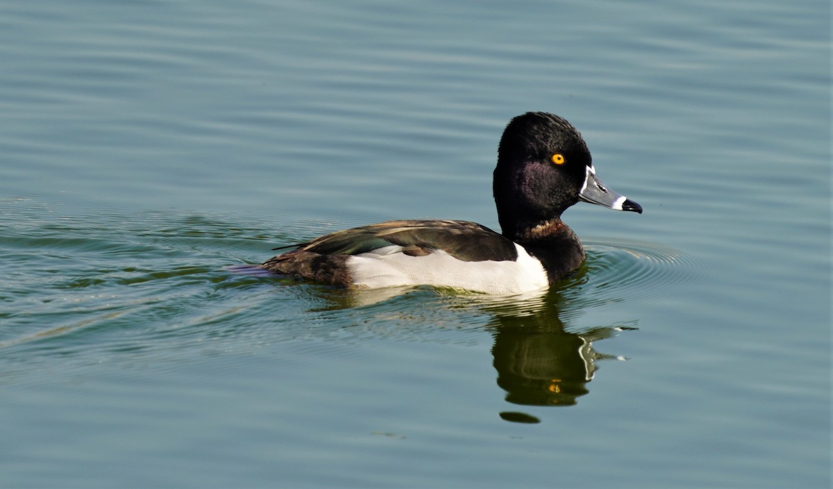 Ring-necked Duck - ML535590391