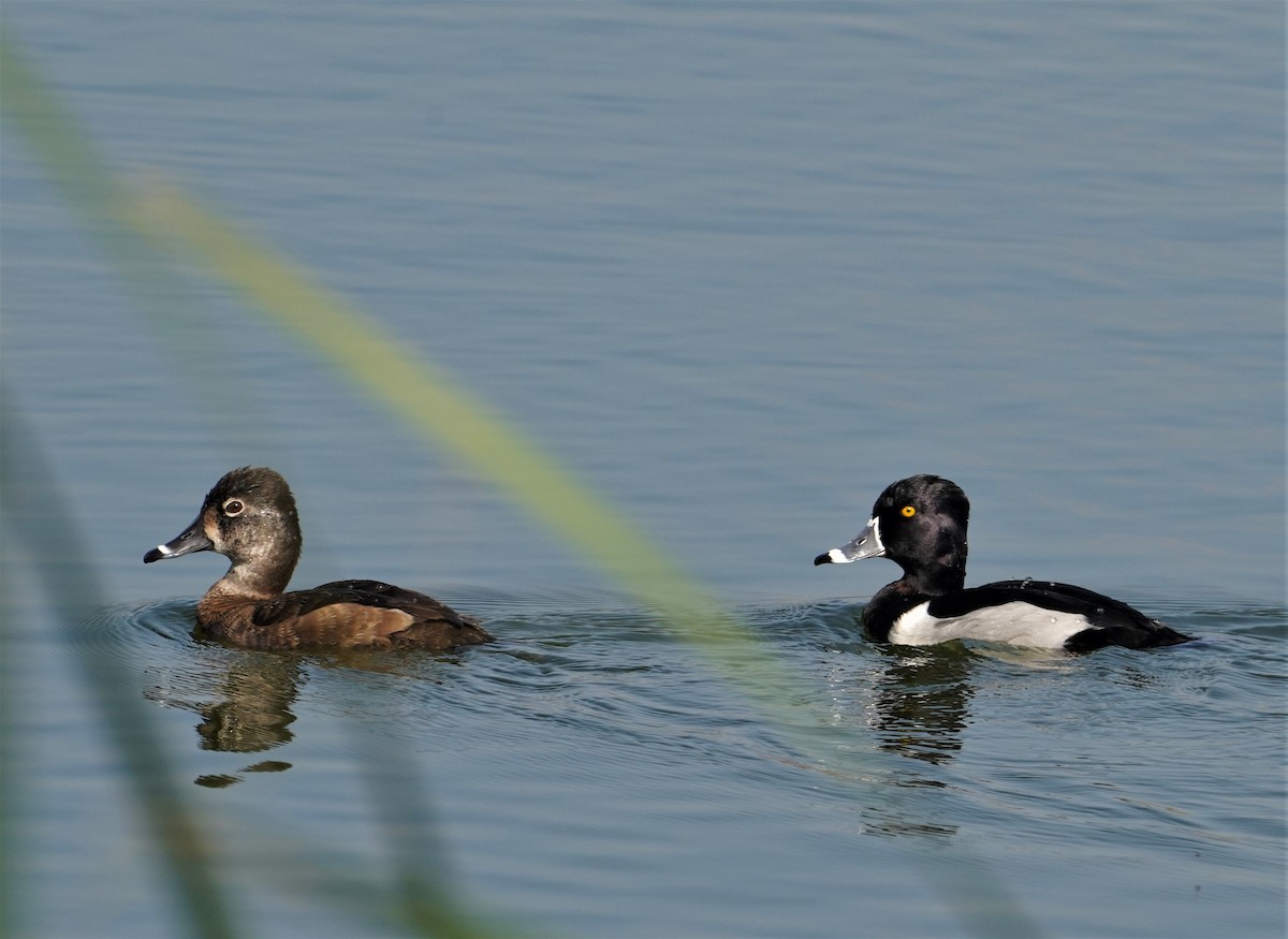 Ring-necked Duck - ML535590521