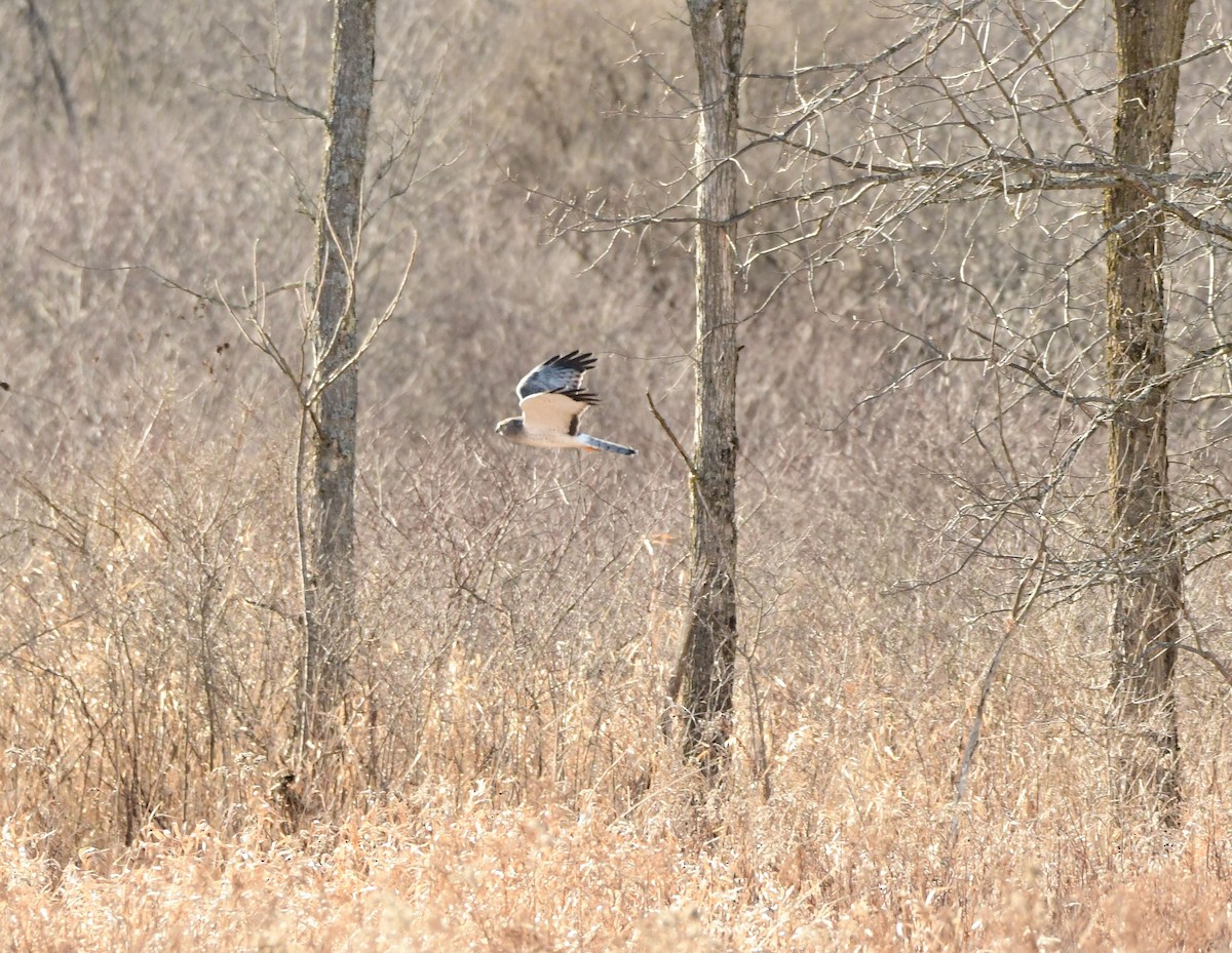 Northern Harrier - ML535592201