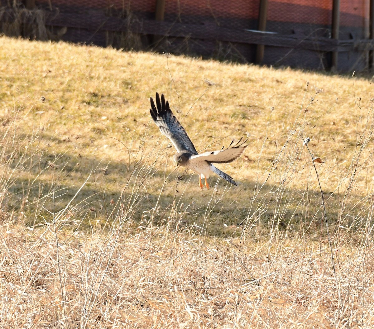 Northern Harrier - ML535592211