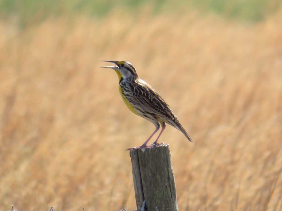 Eastern Meadowlark - ML535592551