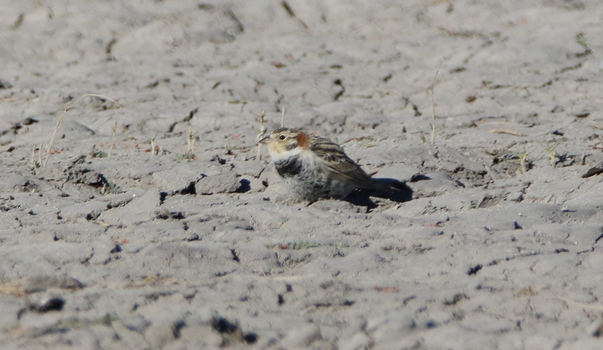 Chestnut-collared Longspur - ML535592611