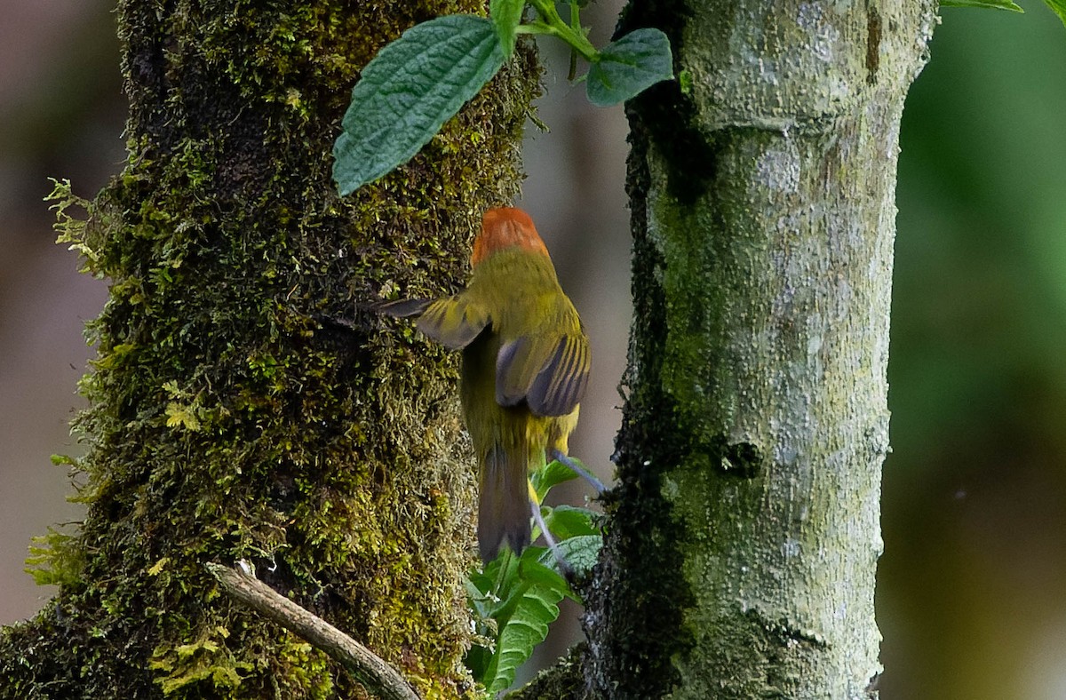 Rust-and-yellow Tanager - ML535594801