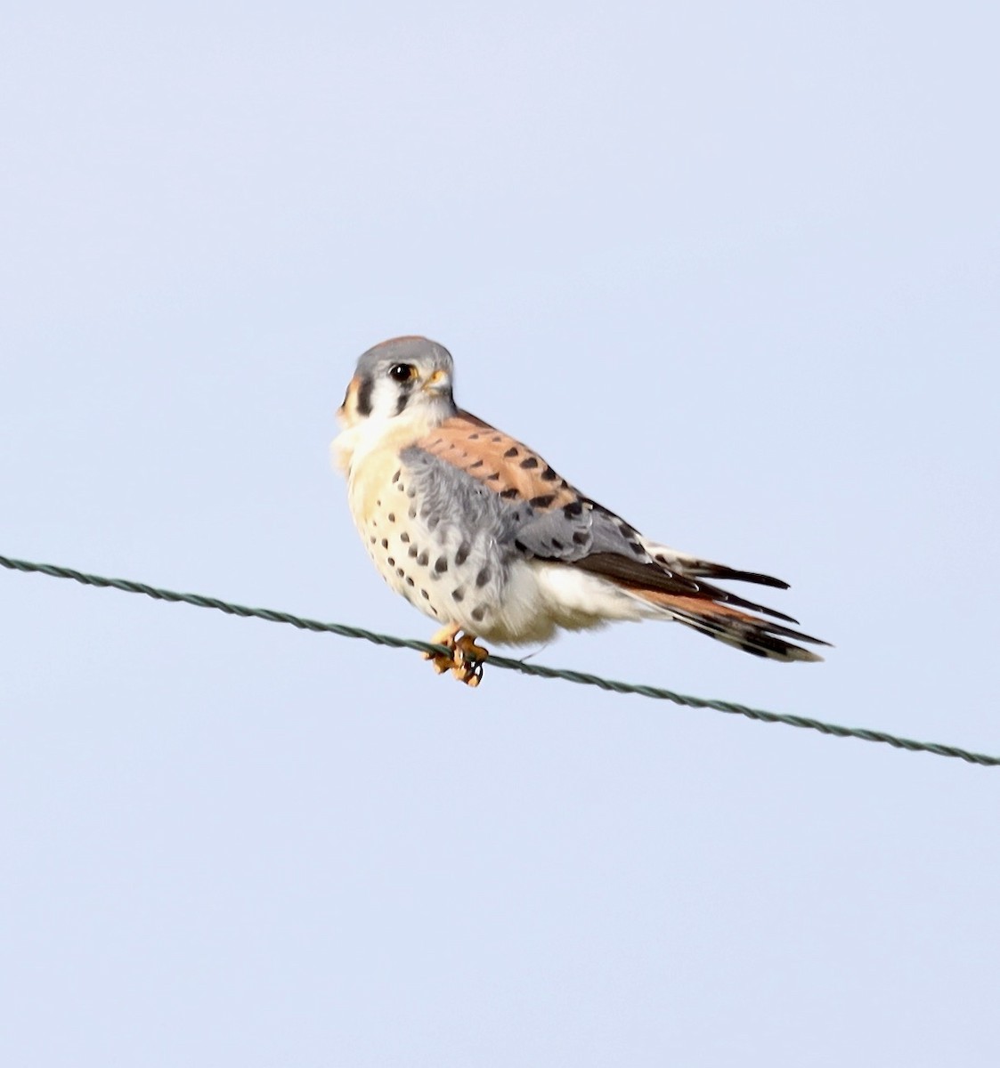 American Kestrel - ML535595011