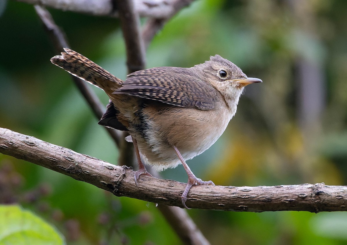 House Wren - Steve Juhasz