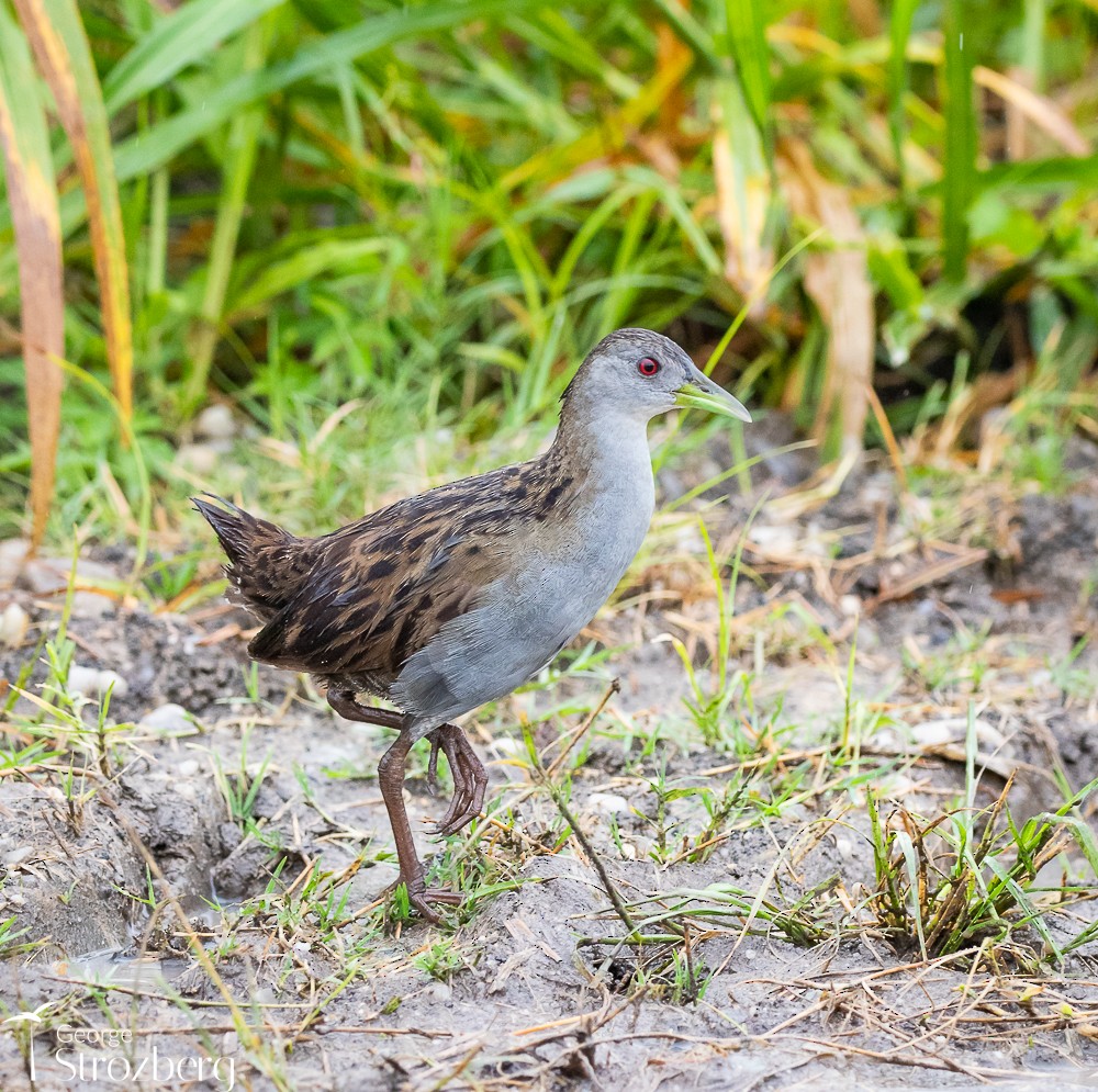 Ash-throated Crake - George Strozberg