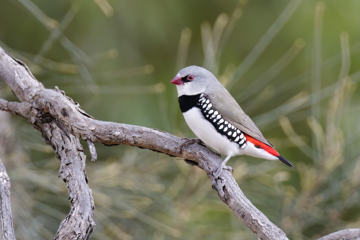 Diamond Firetail - Andreas Heikaus
