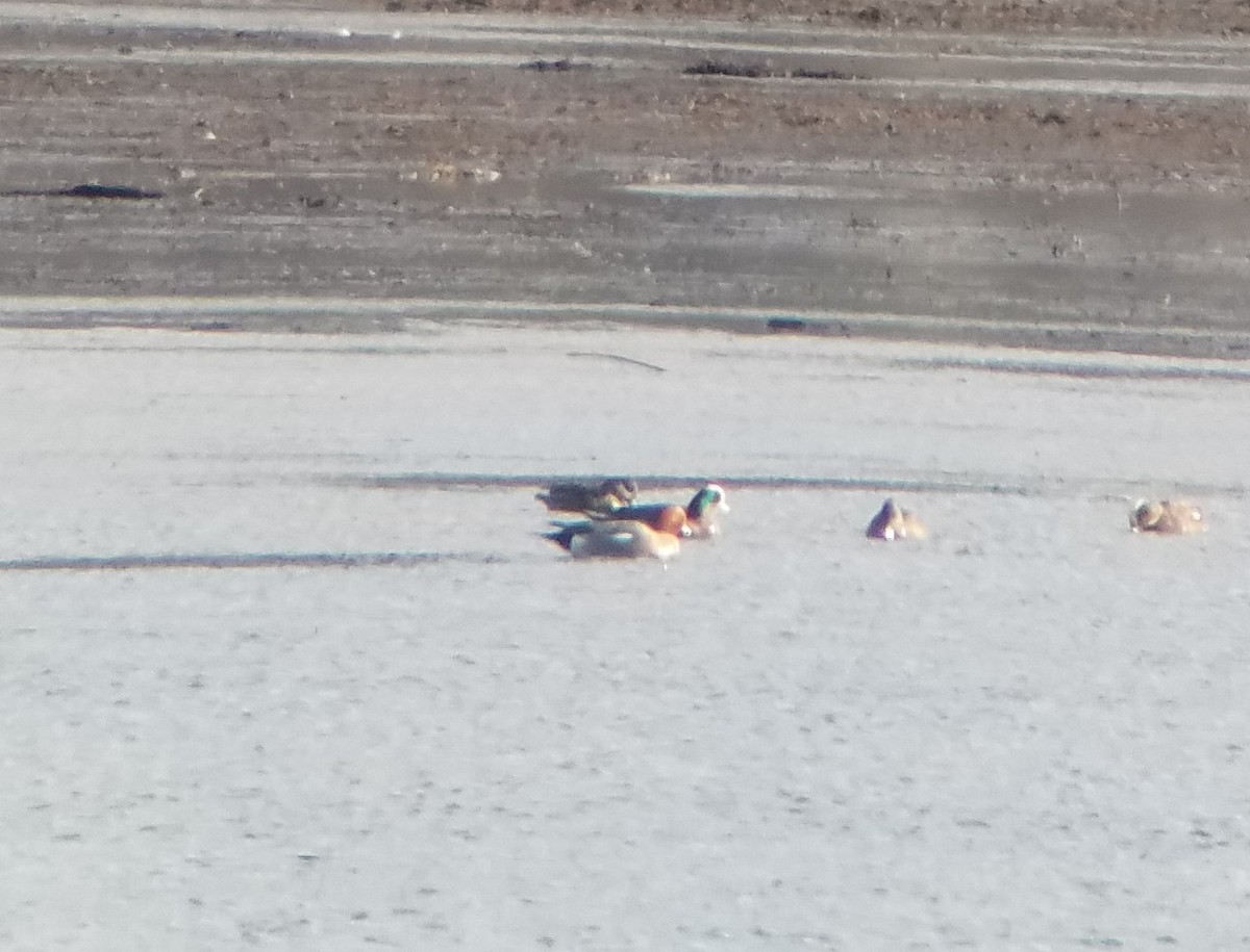 Eurasian Wigeon - ML535598011