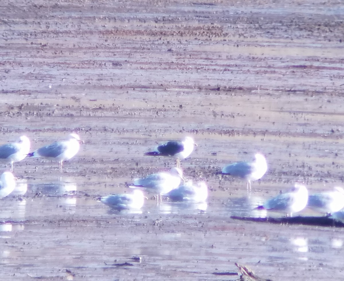 Lesser Black-backed Gull - ML535598121