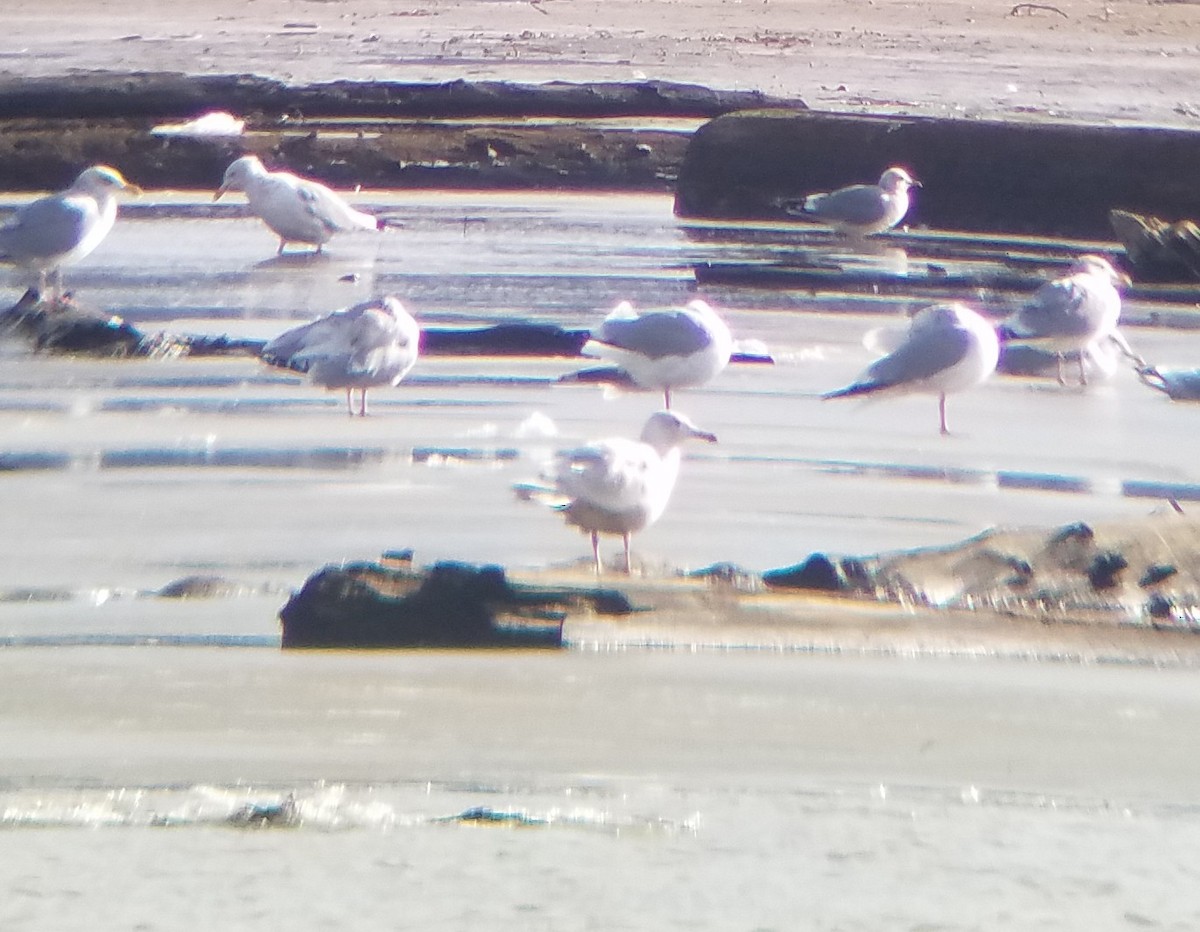 Glaucous Gull - ML535598181