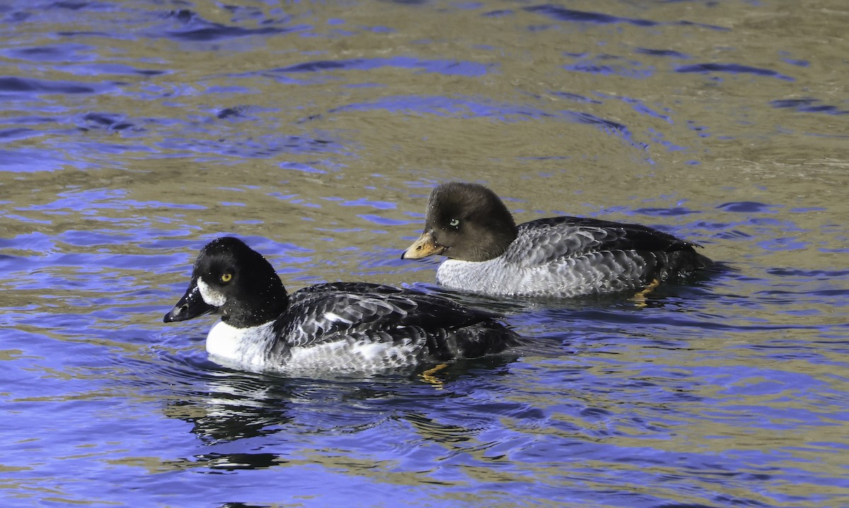 Barrow's Goldeneye - ML535600351