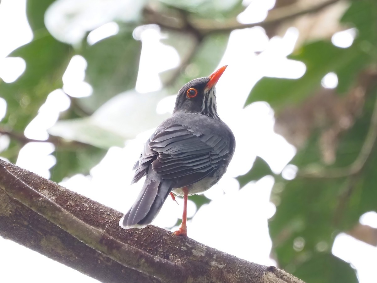 Red-legged Thrush - ML535600611